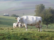oberkinzig01.jpg