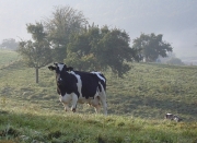 oberkinzig02.jpg