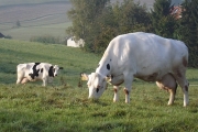 oberkinzig03.jpg