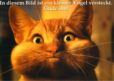 katze.jpg