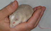 Urmel