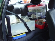 Kleintiertransport im Ford Ka