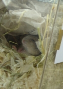 Hamster