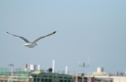 im Hafen von Norddeich
