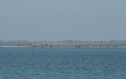 Seehundbänke vor der Insel