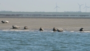 Seehundbänke vor der Insel