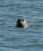 Seehundbänke vor der Insel