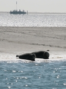 Seehundbänke vor der Insel