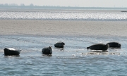 Seehundbänke vor der Insel