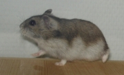 gerda03.jpg