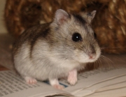 gerda08.jpg