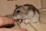 gerda14.jpg