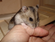 gerda18.jpg