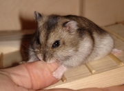 gerda19.jpg