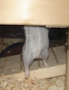 gerda28.jpg