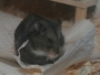 tiere:hamster:theo:04.jpg