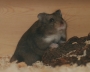 tiere:hamster:theo:05.jpg