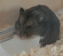 tiere:hamster:theo:06.jpg