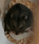 tiere:hamster:theo:07.jpg