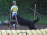 agility4.jpg