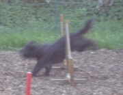 agility5.jpg