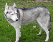 husky01.jpg
