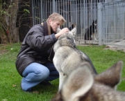 husky03.jpg