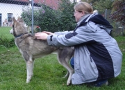 husky04.jpg