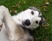 husky06.jpg