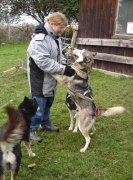 husky08.jpg
