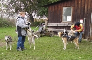 husky09.jpg