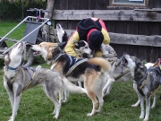 husky10.jpg
