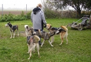 husky11.jpg