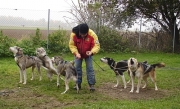 husky12.jpg