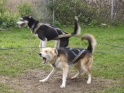 husky13.jpg