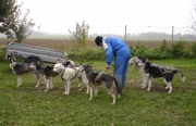 husky14.jpg