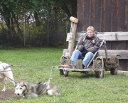 husky16.jpg