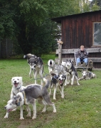 husky17.jpg