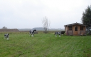 husky18.jpg