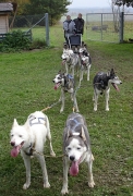 husky22.jpg