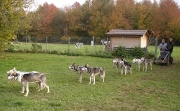 husky23.jpg