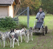 husky24.jpg
