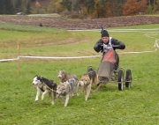 husky27.jpg