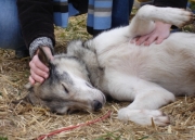 husky30.jpg