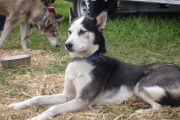 husky32.jpg
