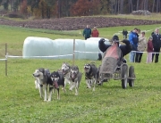 husky36.jpg