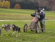 husky37.jpg