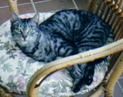 cleo.jpg
