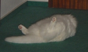 0001.jpg