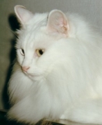 lea1.jpg